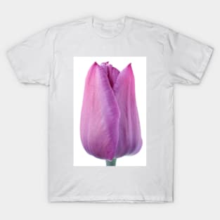 Tulipa  &#39;Blue Beauty&#39;   Triumph Group Tulip T-Shirt